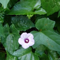 Ipomoea triloba L.